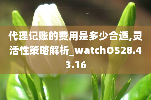 代理记账的费用是多少合适,灵活性策略解析_watchOS28.43.16