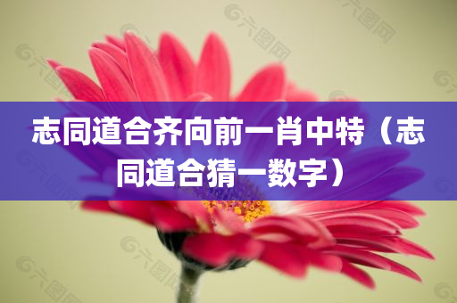 志同道合齐向前一肖中特（志同道合猜一数字）