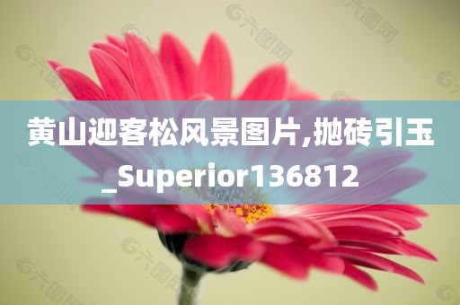 黄山迎客松风景图片,抛砖引玉_Superior136812